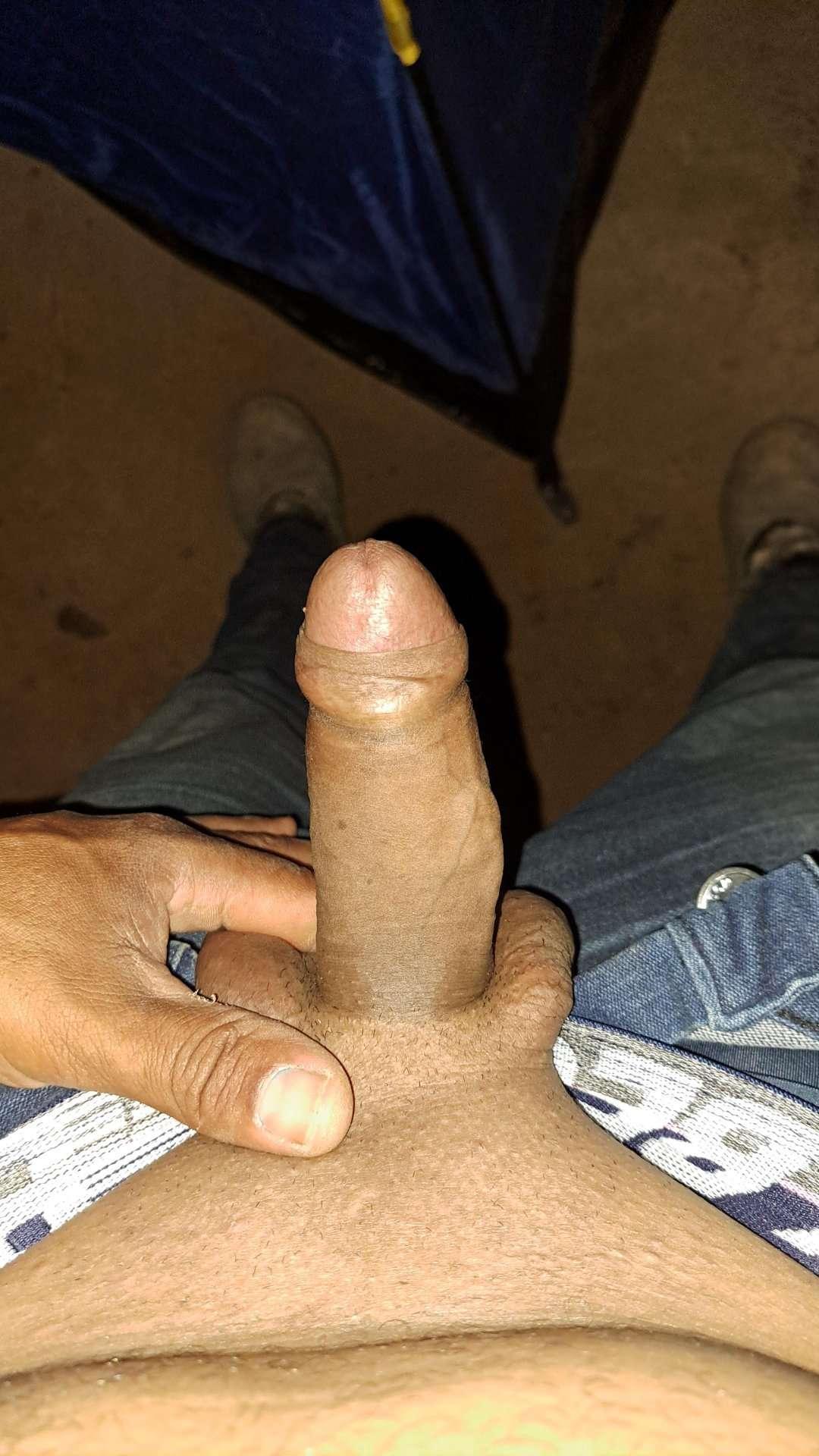 Ribeirosiebes from Brazil